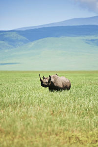 Elephant in a field