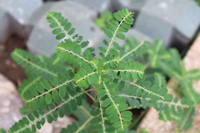 Close up of tamarind sapling tree.