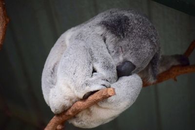 Koala sleeping on branch by wall at zoo