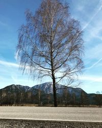 Bare tree on field against sky