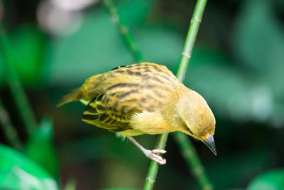 Close-up of a bird perching
