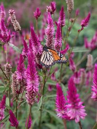 Close-up of monarch butterfly pollinating a pink flower