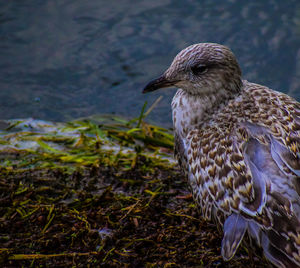 Close-up of bird perching on a field