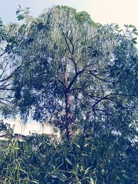 Low angle view of bird on tree