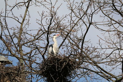 Low angle view of bird perching on bare tree against sky