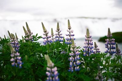Close-up of purple flowers