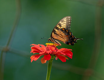 Close-up of yellow butterfly pollinating a red flower