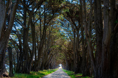 Footpath amidst trees in forest