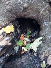 Close-up of mushrooms growing on tree trunk