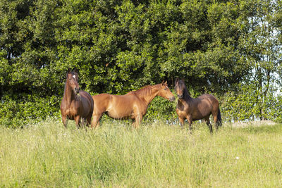 Horses in a field