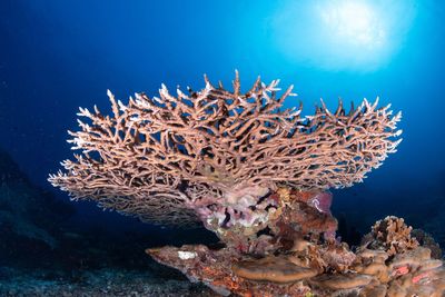 Underwater hard coral against the ocean blue background with sunlight, below shot