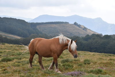 Horse standing in a field