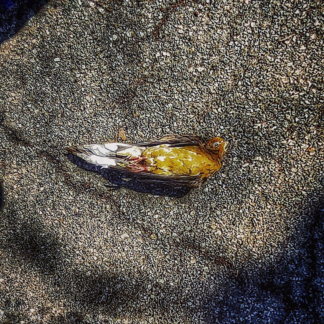 animal, beach, sand, animal themes, animal wildlife, no people, day, nature, one animal, animals in the wild, high angle view, land, close-up, sunlight, shell, crab, outdoors, beauty in nature, crustacean, marine