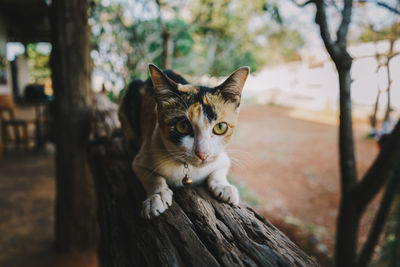 Close-up portrait of a cute cat