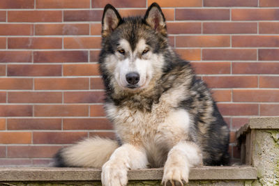 Portrait of dog sitting against brick wall