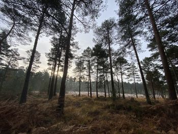 Low angle view of trees in forest against sky