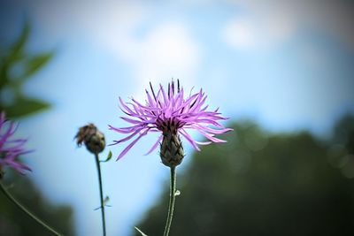 Close-up of pink flowering plant