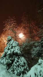 Close-up of illuminated tree during winter