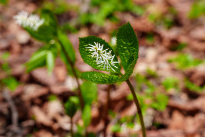 plant
