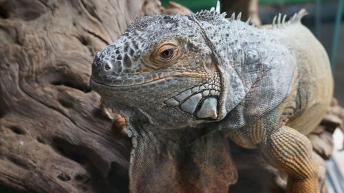 Close-up of a lizard