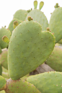 Close-up of cactus growing on tree