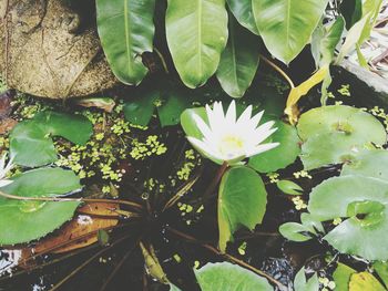 High angle view of lotus water lily