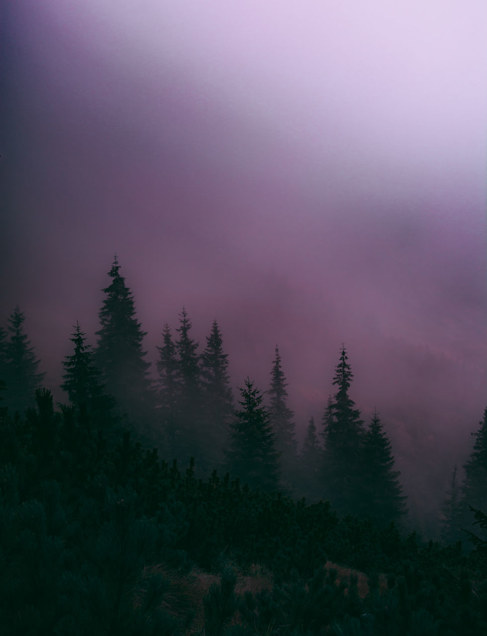 beauty in nature, tree, plant, tranquility, tranquil scene, scenics - nature, nature, sky, no people, forest, fog, growth, non-urban scene, land, idyllic, mountain, environment, landscape, outdoors, purple, coniferous tree