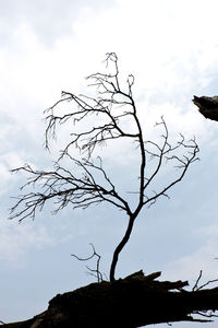 Low angle view of silhouette bare tree against sky