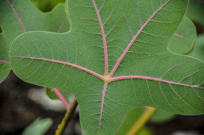 Close-up of green leaf