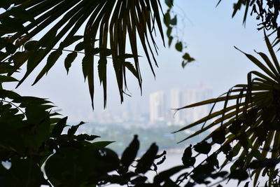 Low angle view of plants against sky