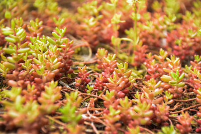 Sedum - jelly beans growth on old wall