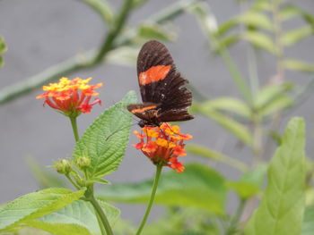 Close-up of butterfly on orange flower blooming outdoors