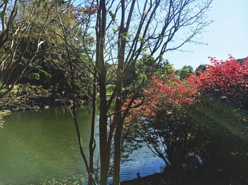 Scenic view of lake in forest against sky