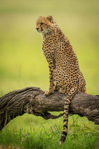 Cheetah cub sits on log facing left