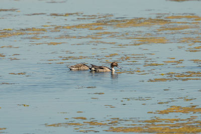 Ducks swimming in lake