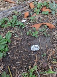 Close-up of plants growing on field