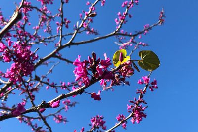 Low angle view of pink flowers on tree