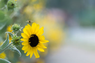 Close-up of yellow flower blooming outdoors