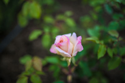 Close-up of pink rose