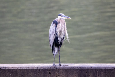 Gray heron perching on retaining wall