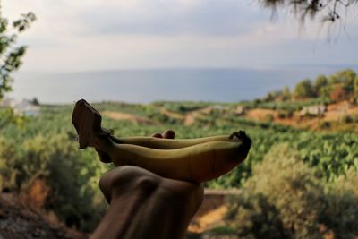 Cropped hand of person holding bananas in forest against sky