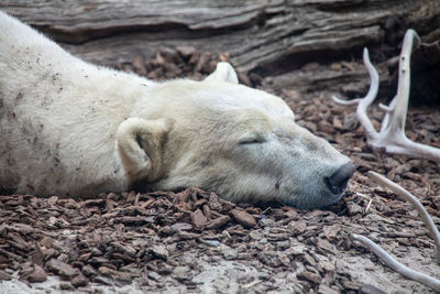 Close-up of a sleeping resting on field