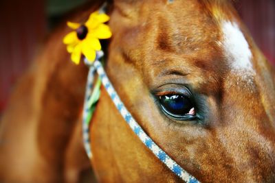 Close-up portrait of a horse