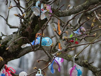Low angle view of pacifiers hanging from twigs
