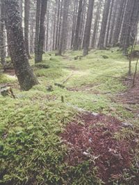 Trees in forest