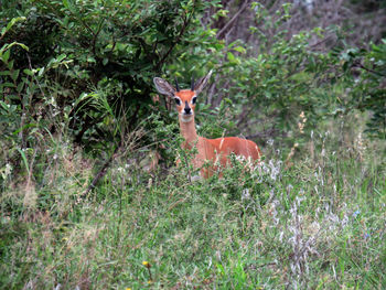 Portrait of duiker antelope standing on field