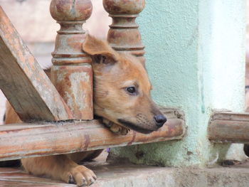 Close-up of dog looking away