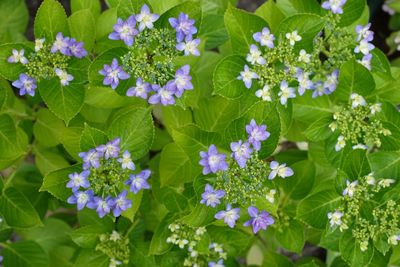 Close-up of purple flowers