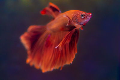 Close-up of fish swimming in sea