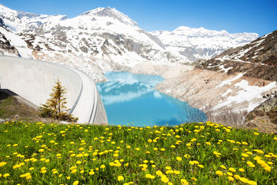 Scenic view of flowering plants and mountains against clear sky